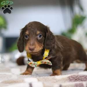 Alex, Dachshund Puppy