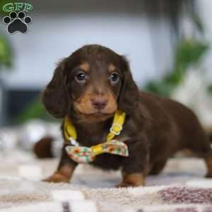 Alex, Dachshund Puppy