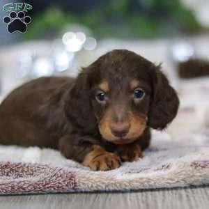 Alex, Dachshund Puppy