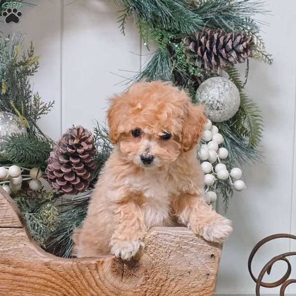 Alex, Bich-Poo Puppy