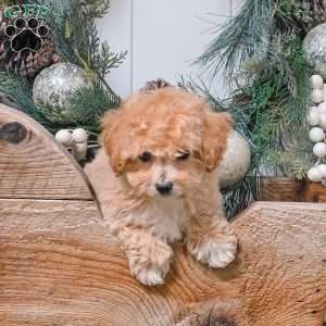 Alex, Bich-Poo Puppy