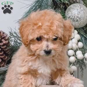 Alex, Bich-Poo Puppy