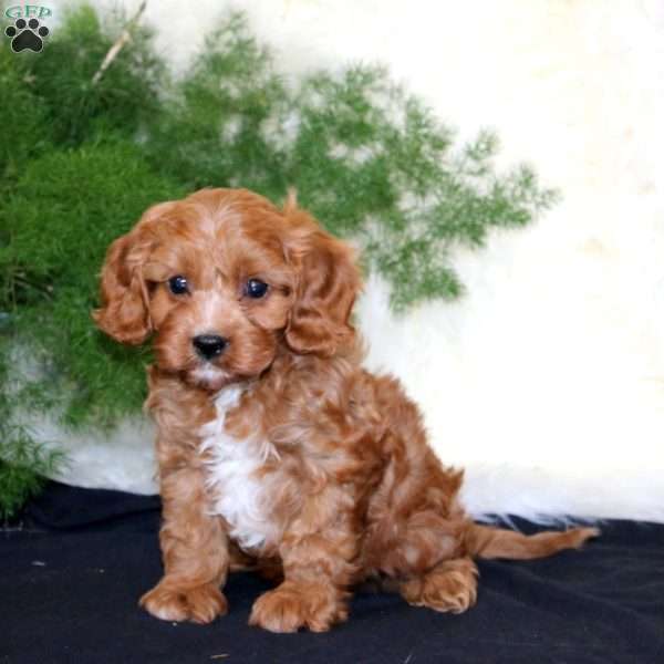 Alex, Cavapoo Puppy