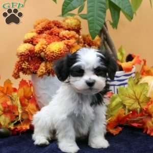 Alex, Havachon Puppy