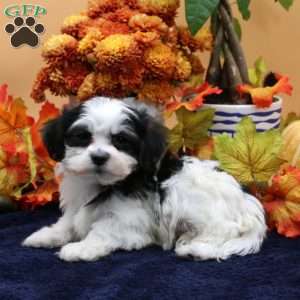 Alex, Havachon Puppy