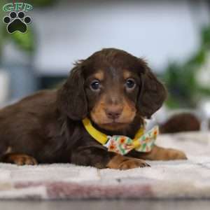 Alex, Dachshund Puppy