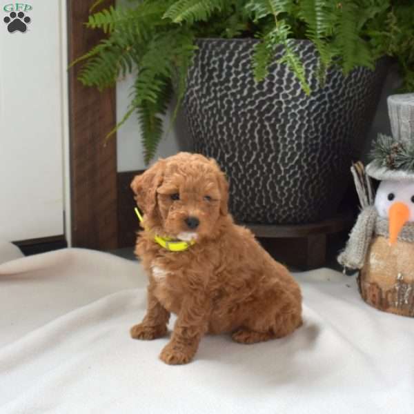 Alfie, Mini Goldendoodle Puppy