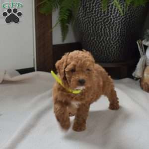 Alfie, Mini Goldendoodle Puppy