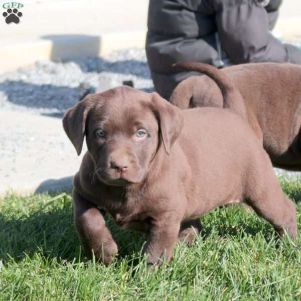 Alice, Chocolate Labrador Retriever Puppy