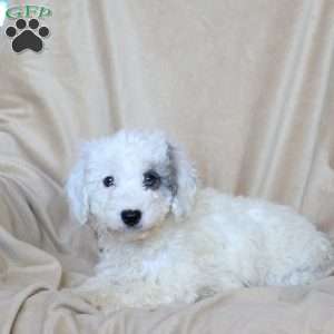 Alice, Mini Goldendoodle Puppy