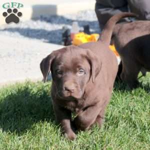 Alice, Chocolate Labrador Retriever Puppy