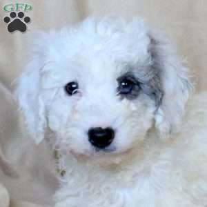 Alice, Mini Goldendoodle Puppy