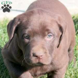 Alice, Chocolate Labrador Retriever Puppy