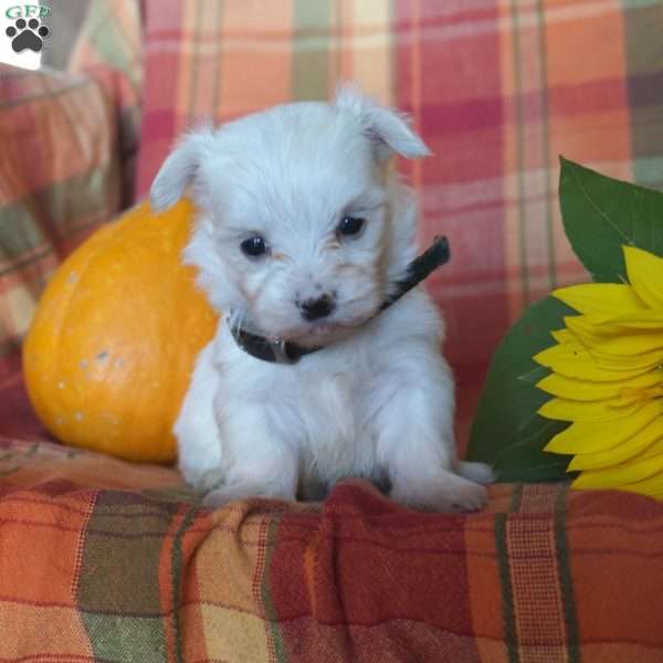 Alice, Maltese Puppy