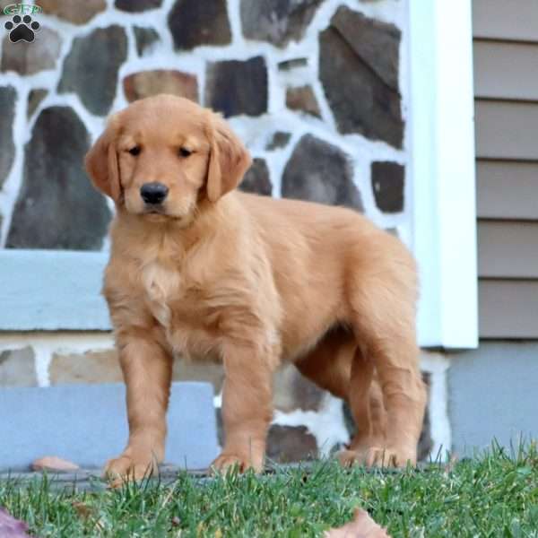 Alisha, Golden Retriever Puppy