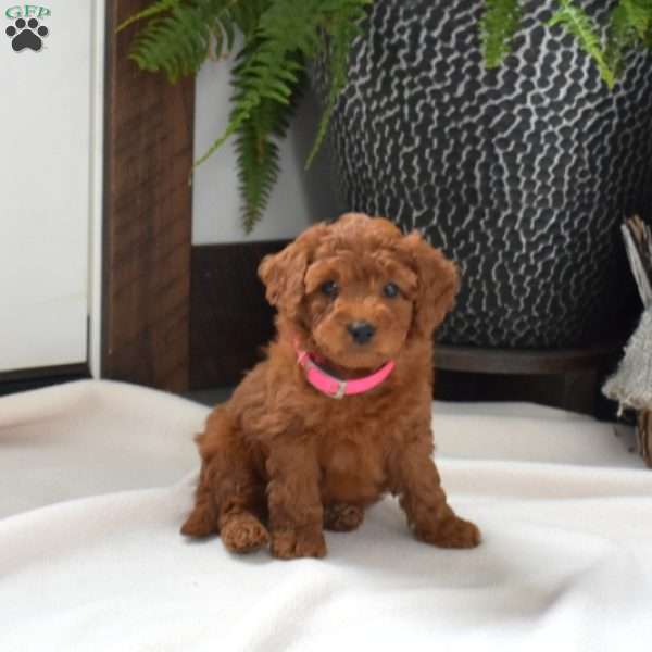 Allie, Mini Goldendoodle Puppy