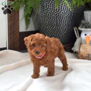 Allie, Mini Goldendoodle Puppy