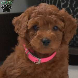 Allie, Mini Goldendoodle Puppy