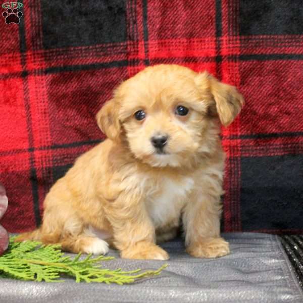 Amber, Shorkie Puppy