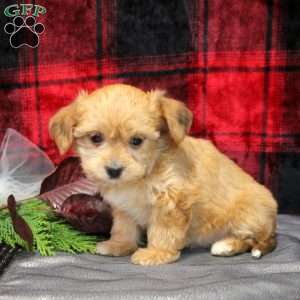 Amber, Shorkie Puppy