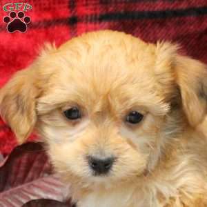 Amber, Shorkie Puppy