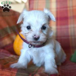 Amber, Maltese Puppy