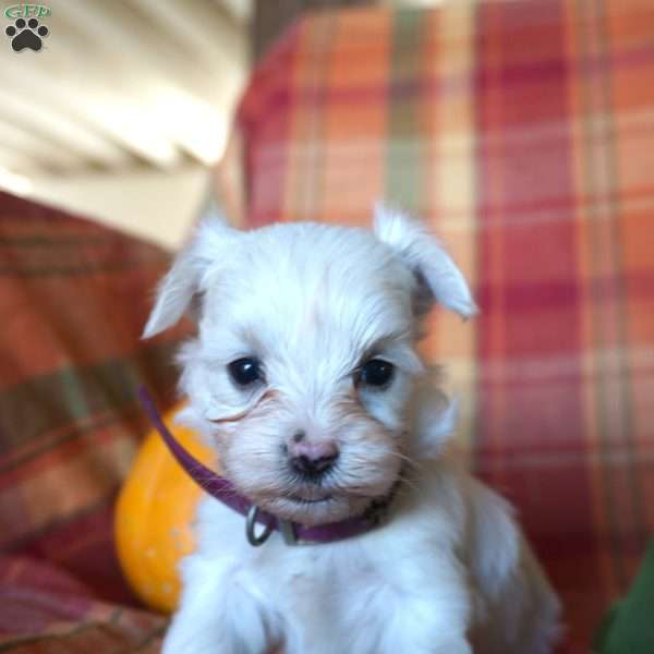 Amber, Maltese Puppy