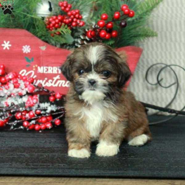 Amberly, Shih Tzu Puppy