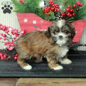 Amberly, Shih Tzu Puppy