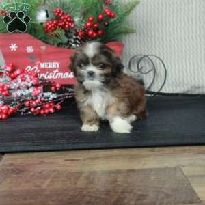 Amberly, Shih Tzu Puppy