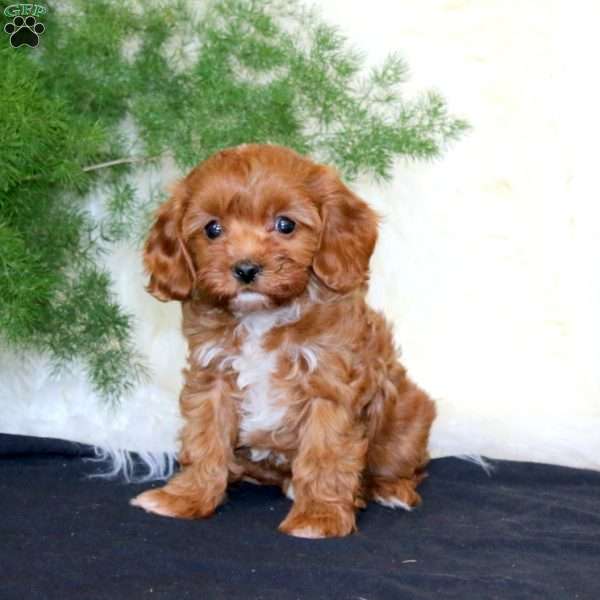 Ambria, Cavapoo Puppy