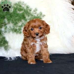 Ambria, Cavapoo Puppy