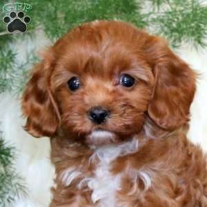 Ambria, Cavapoo Puppy