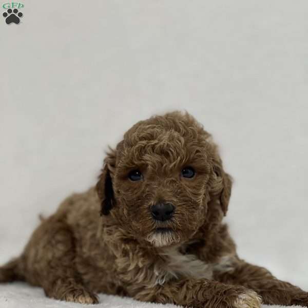 Amelia, Mini Goldendoodle Puppy