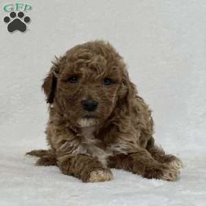 Amelia, Mini Goldendoodle Puppy