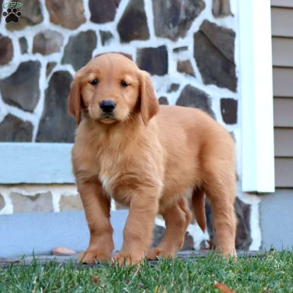 Amy, Golden Retriever Puppy