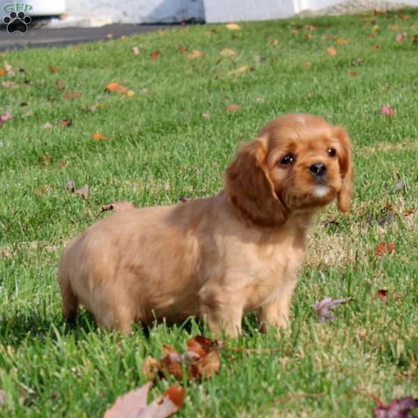 Andre, Cavapoo Puppy