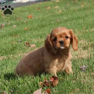 Andre, Cavapoo Puppy