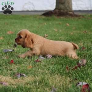 Andre, Cavapoo Puppy