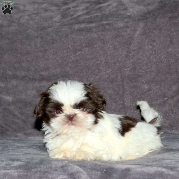 Andy, Shih Tzu Puppy