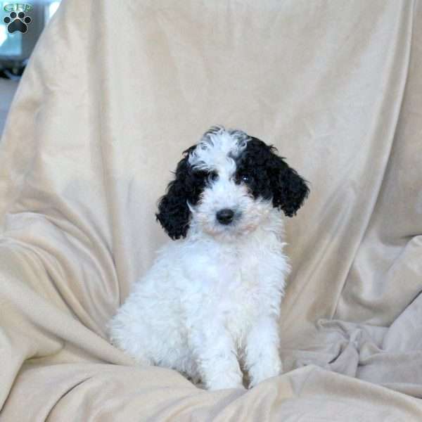 Andy, Mini Goldendoodle Puppy