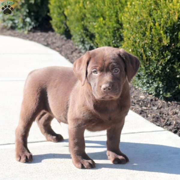 Andy, Chocolate Labrador Retriever Puppy