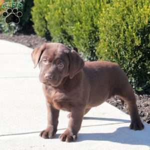 Andy, Chocolate Labrador Retriever Puppy