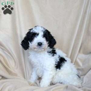 Andy, Mini Goldendoodle Puppy