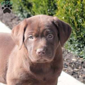 Andy, Chocolate Labrador Retriever Puppy