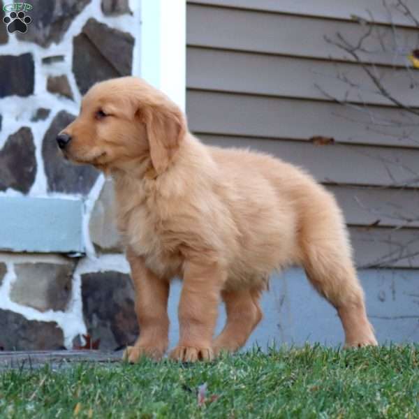 Andy, Golden Retriever Puppy