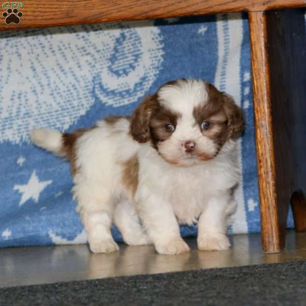 Andy, Shih-Poo Puppy