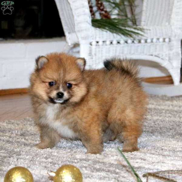 Andy, Pomeranian Puppy