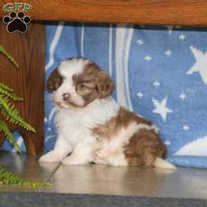 Andy, Shih-Poo Puppy