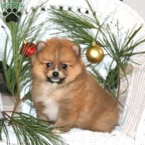 Andy, Pomeranian Puppy